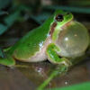 greenfrogsdraw